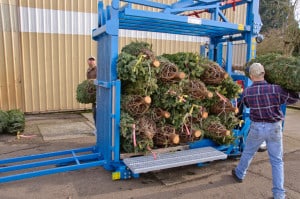 By packing Christmas trees on pallets, manpower for loading, shipping and storage is greatly reduced.